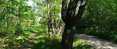 Dąbrowa Leśna, granica parku narodowego ↔ Przedłuże