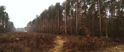 Izabelin B, ul. Juliusza Słowackiego ↔ Laski [koło cmentarza w Laskach]