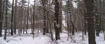 Mariew Drugi ↔ Lipków [niebieski szlak Mały Truskaw - Zaborów Leśny]