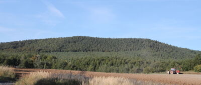 Brzeźnica ↔ Leśniczówka Tarnawa [Widok od strony południowej na szczyt Brzeźnicy ze szlaku żółtego; ok. 1 km na północ od centrum wsi Brzeźnica. 9 września 2011 r.]