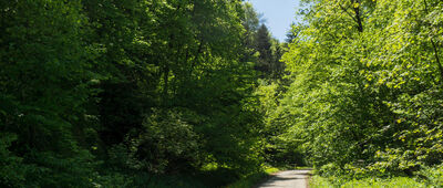Sąspów, granica parku narodowego ↔ Parking przy Maczudze Herkulesa