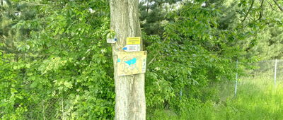 Siestrzechowice ↔ Biała Nyska, Biała Głuchołaska