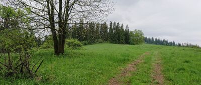 Jankulakowski Wierch, parking ↔ Białka Tatrzańska, Pański Młyn [Na drzewie słabo widoczne oznakowanie szlaku]