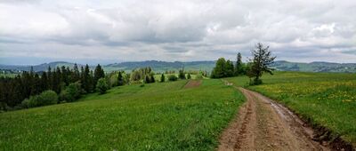 Bukowina Tatrzańska, Klin, odejście zielonej ścieżki spacerowej ↔ Koziniec