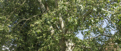 Lwówek Śląski, ul. Chrobrego ↔ Lwówek Śląski, ul. Rzeczna