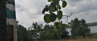 Zalew Nakło-Chechło, plaża [Rozejście szlaków: Świerklanieckiego i Stulecia Turystyki]