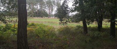 Płone Bagno ↔ Lędziny, ul. Łanowa [Lędziny, wyjście na pola pod Wschodnią Obwodnicą GOP]