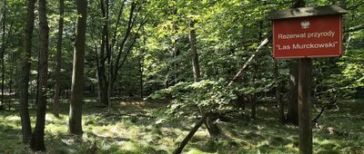 Rezerwat Murcki ↔ Murcki, kapliczka [Przyroda Rezerwatu Murckowskiego]