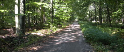 Las Murckowski ↔ Murcki, kapliczka