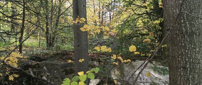 Nakło Śląskie, Wapienniki [Początek szlaku Nakielskiego w Wapiennikach]