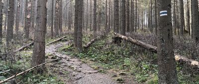Dolina Małej Łąki ↔ Przysłop Miętusi, rozejście szlaków