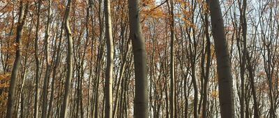 Kamyk ↔ Zonia [Zonia - Kamyk - las]