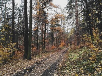 Czarnym szlakiem w kierunku Rozdroża Holtei