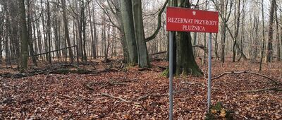 Płużnica Wielka ↔ Dąbrówka, ul. Leśna [Granica Rezerwatu Płużnica]