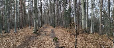 Bukowiec ↔ Tymowa Górna