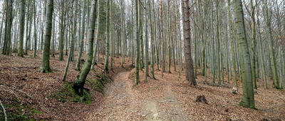 Skrzyżowanie szlaków pod Kościelcem ↔ Stary Groń