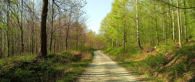 Rozejście szlaków ↔ Święto Lasu
