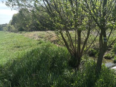 Oznaczenie na cienkim krzaczku, ale działa