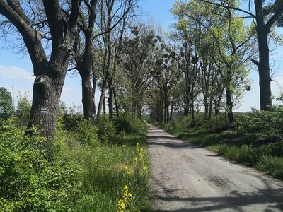 Alejka przy ul. Wieczorka