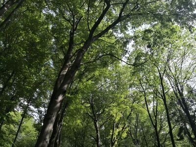 Buki Rezerwatu Segiet