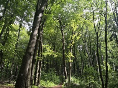 Buki Rezerwatu Segiet