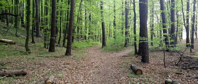 Ostrężnik, droga wojewódzka ↔ Suliszowice