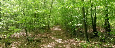 Rezerwat Góra Zborów ↔ Skały Kroczyckie, skrzyżowanie szlaków