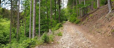 Śpiewak ↔ Rozejście szlaków [Na szlaku]