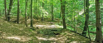 Wąwóz Stradlina ↔ Rezerwat Dolina Racławki [Wąwóz]