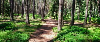 Rozejście pod Wysokim Kamieniem ↔ Piekielna Góra