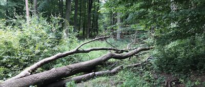 Rozejście szlaków ↔ Rezerwat Wzgórze Joanny [Przeszkody na szlaku.]