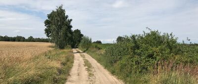 Wąbnice ↔ Niesułowice