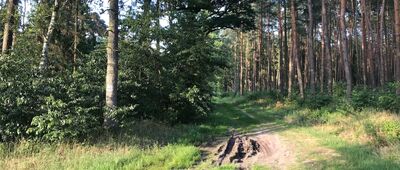 Zamek Myśliwski ↔ Staw Sarni