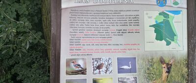 Kozłowa Góra, ul. Powstańców ↔ Kozłowa Góra, Dioblina [Tablica informacyjna Las Dioblina]