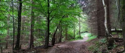 Huta Polańska, granica parku narodowego ↔ Przełęcz Mazgalica