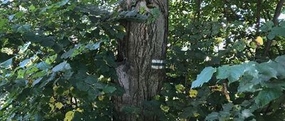 Porajów ↔ Elektrownia Turów [Pozostałości oznaczeń na drodze wojewódzkiej]