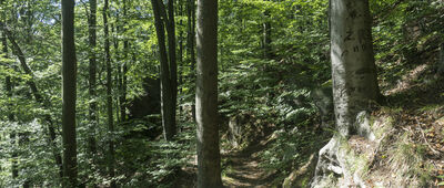 Zapora Leśniańska ↔ Rozejście szlaków niebieski / żółty