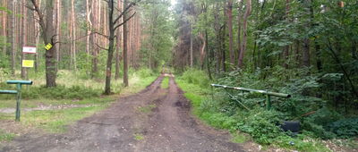 Lasowice, las ↔ Lasowice, ul. Rekreacyjna