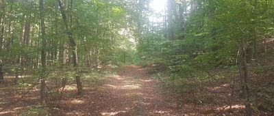 Biskupi Las wschód ↔ Biskupi Las północ II