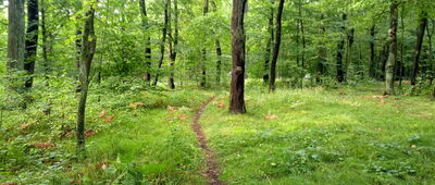 Łabędy, Zakątek Leśny ↔ Czechowice, pętla