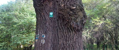 Hamerla [dąb Tadeusz]