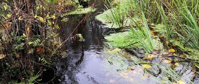 Zaborów Leśny ↔ Zaborów Leśny, parking