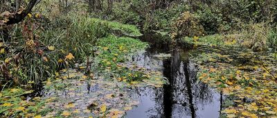 Zaborów Leśny ↔ Zaborów Leśny, parking