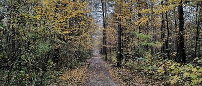 Zaborów Leśny, parking ↔ Truskawska Droga