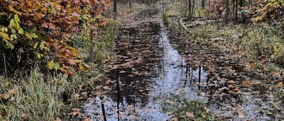Zaborów Leśny, parking ↔ Truskawska Droga