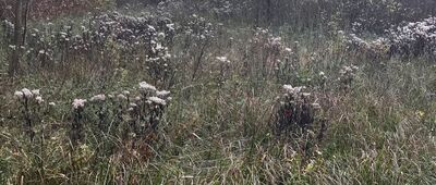 Uroczysko Karpaty ↔ Posada Łubiec, skrzyżowanie