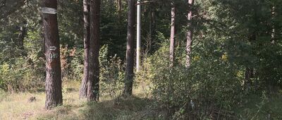 Żelazko ↔ Rezerwat Góra Chełm [Droga do rezerwatu]