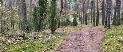 Posada Łubiec ↔ Roztoka, skrzyżowanie szlaków czerwony / zielony