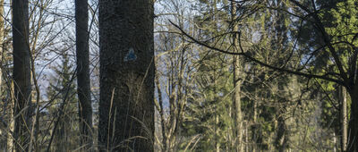 Rozejście pod Mniszkiem [Zejście z Mniszka]