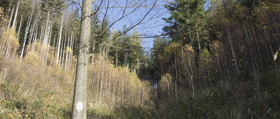 Boguszów-Gorce, Stadion XXV-lecia ↔ Pod Boreczną